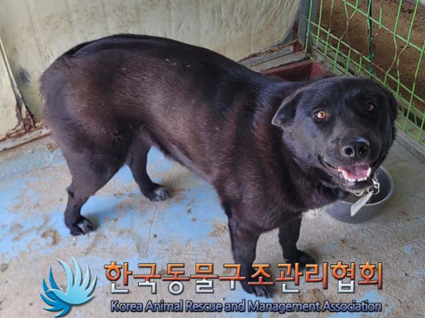 보호중 라브라도 리…